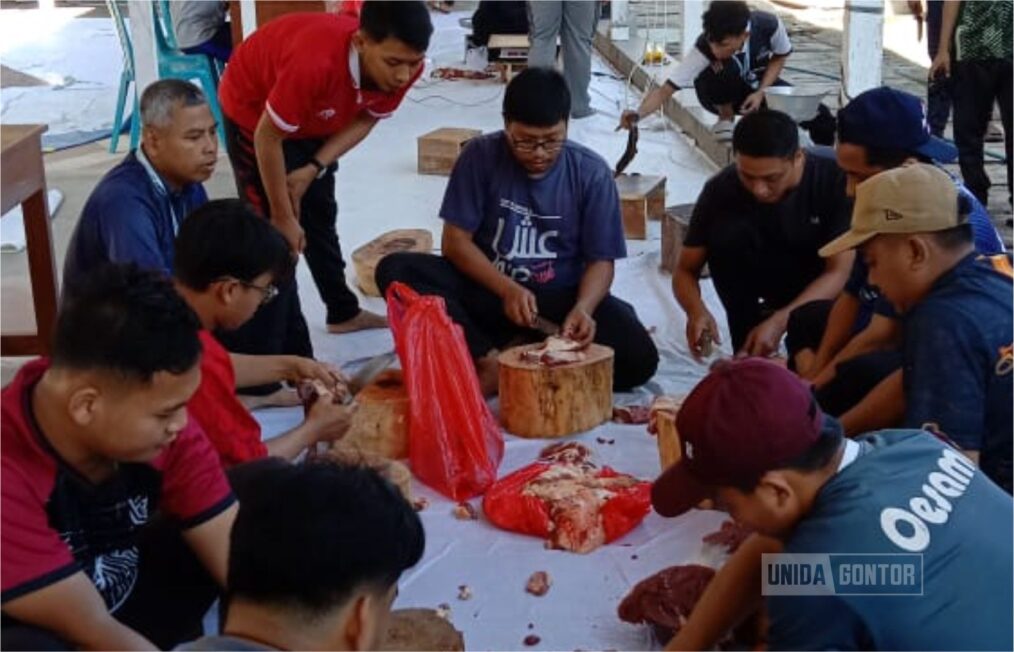 laporan-penimbangan-penyembelihan-sapi-kurban-unida-gontor
