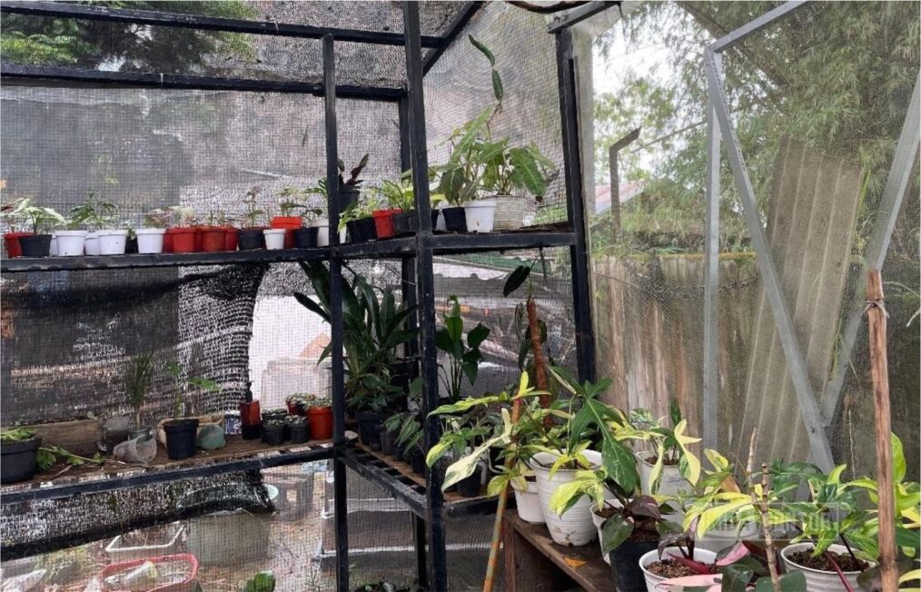 Mahasiswa Agroteknologi UNIDA Gontor membudidayakan tanaman hias untuk usaha