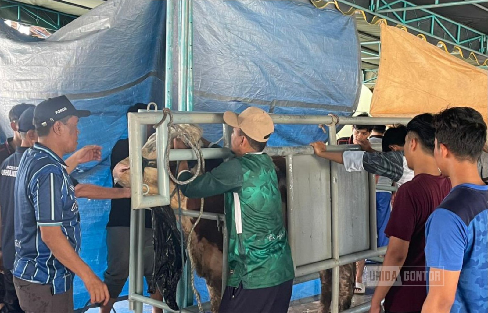 Pelaksanaan ibadah qurban di Universitas Darussalam Gontor dengan suasana kebersamaan dan gotong royong