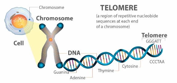 Struktur DNA dengan telomer di ujung kromosom yang berperan dalam proses penuaan sel